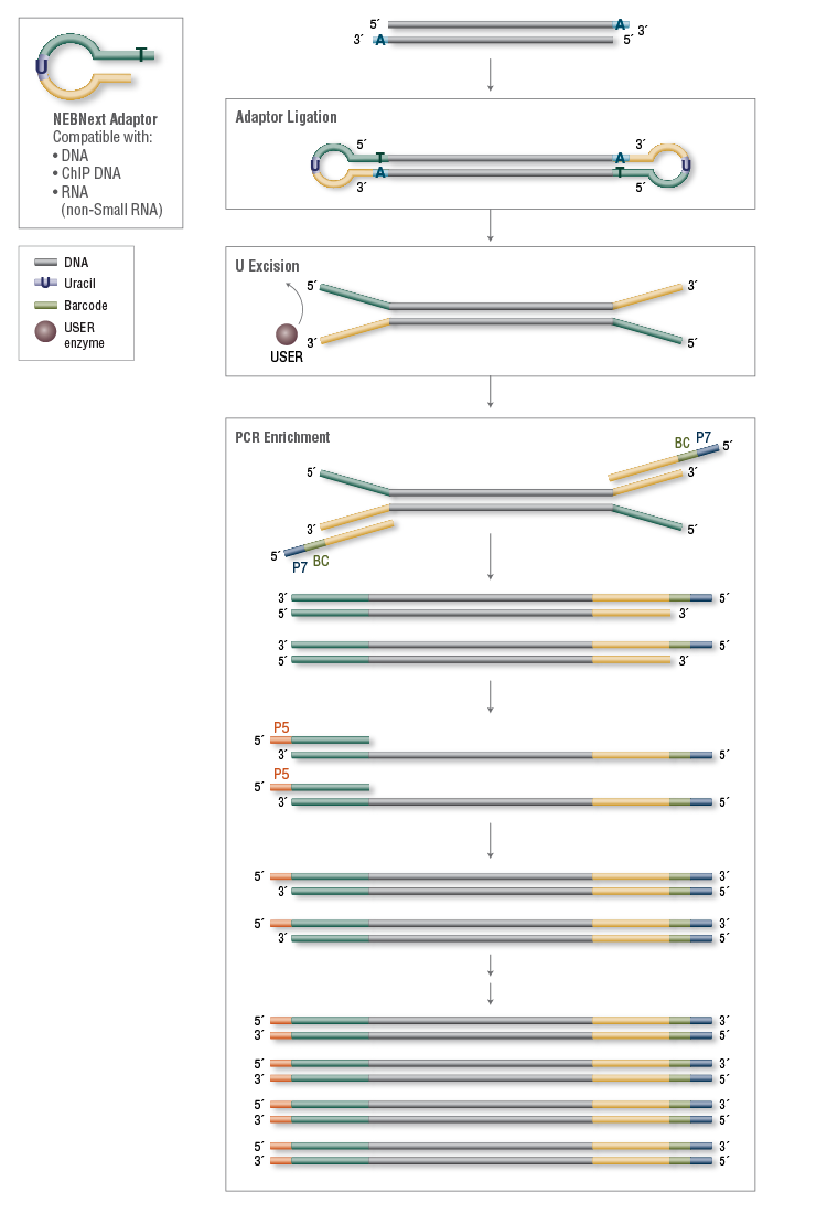 NEBNext Adapter Ligation Efficiency SEQanswers